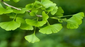 Эти деревья старше динозавров и плевали на плохую экологию