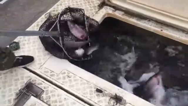 Платник в Минино смотреть онлайн