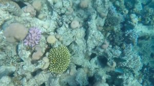 ЕГИПЕТ: экскурсия на остров ГИФТУН