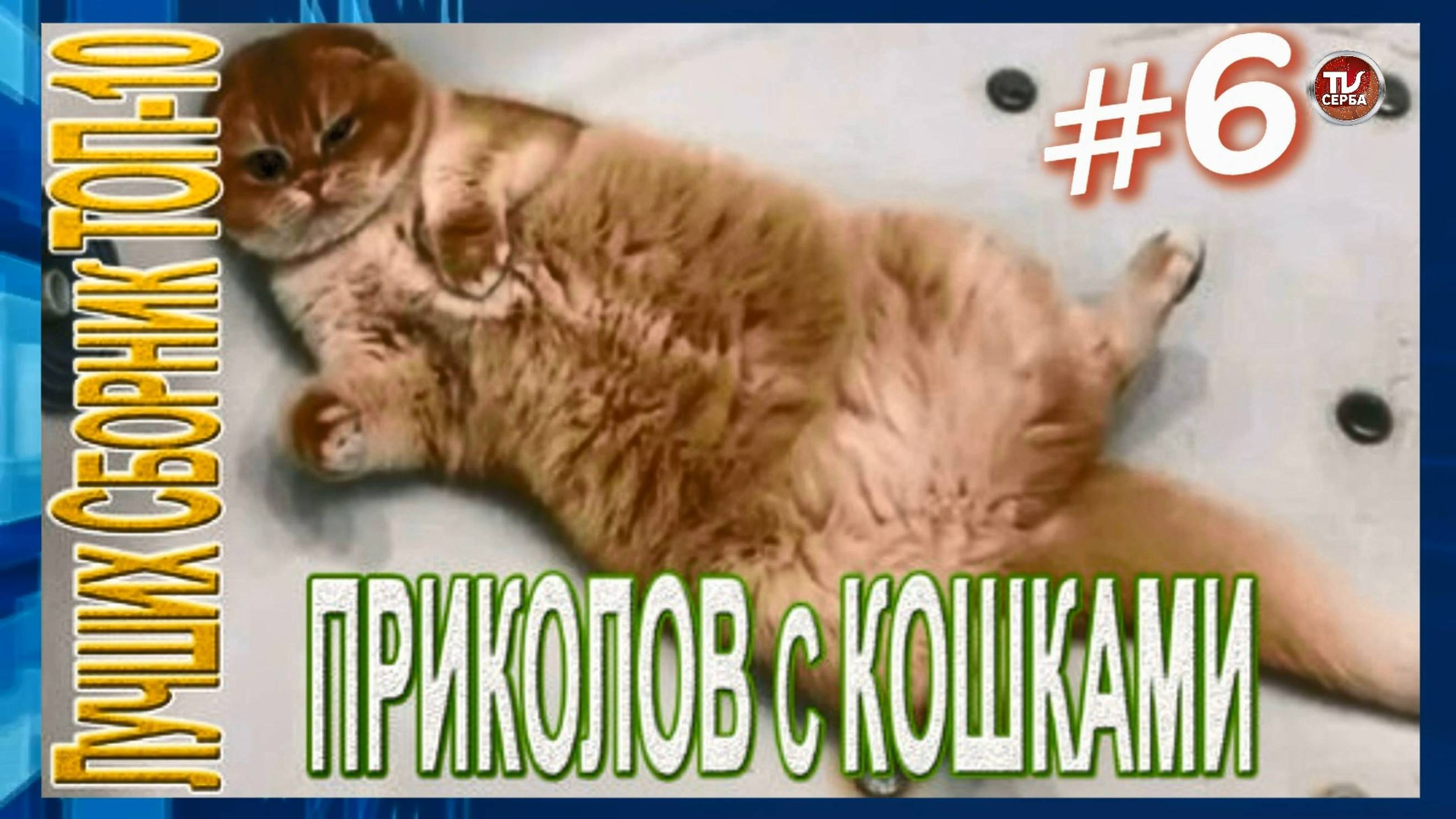 Топ-10 ПРИКОЛОВ с КОШКАМИ 🐱  СМЕШНЫЕ КОШКИ 😂 ЛУЧШИЕ ПРИКОЛЫ С КОТАМИ (6 часть)