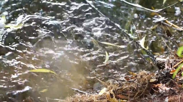 Нерест плотвы смотреть онлайн