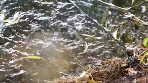 Нерест плотвы