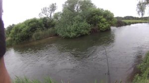 Atlantic Salmon at Lake Run Somerley Estate Hampshire Avon