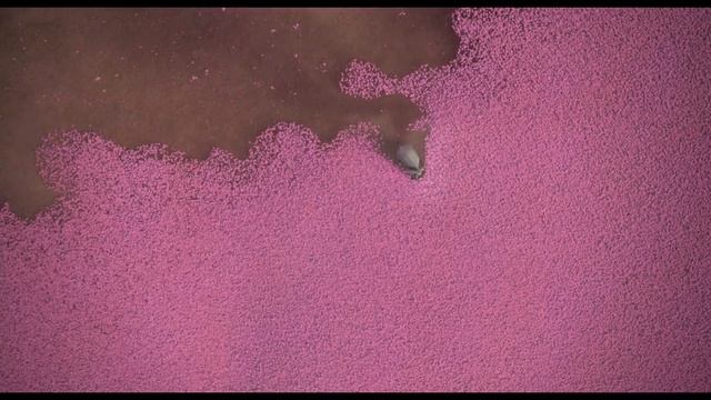 HORTON HEARS A WHO! CLIP COMPILATION 3 2008