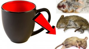 Как быстро избавиться от мышей За 3 Секунды..!!!!!.!!!!.!!!!!