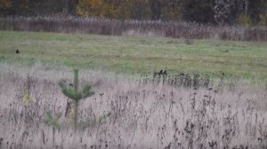 22LR. Часть третья. Глухари.