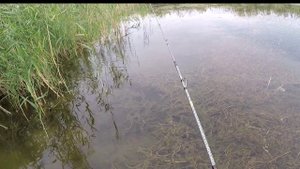 рыбалка монстры Алтая змееголов на спининг