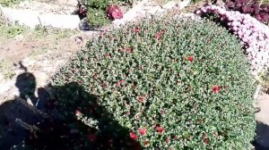 Мультифлора и дубки осенние цветы, обзор