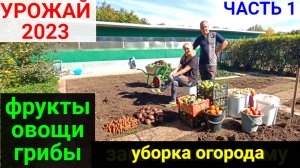 Урожай 2023 года. Уборка огорода. Фрукты. Овощи. Грибы.