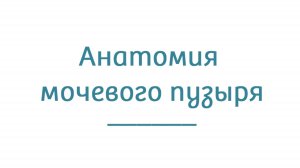 Анатомия мочевого пузыря