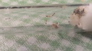 Обзор фараоновых муравьев (Monomorium pharaonis)