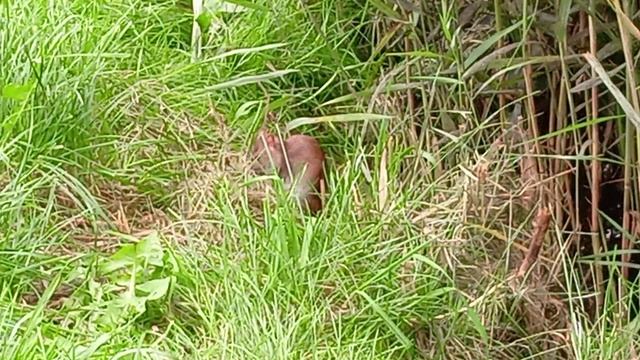 Мышка в октябре смотреть онлайн