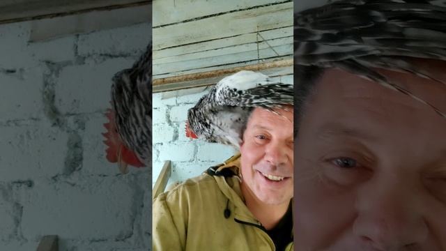 Куриный цирк в деревне: вы такого точно не видели!" 🤩🐓