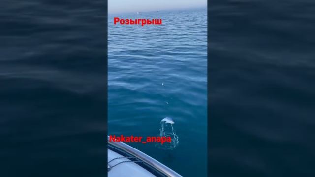 ‼️‼️‼️Рыбалка Анапа море Подпишись и следи за новостями . Разыгрываться будет прогулка и рыбалка смотреть онлайн