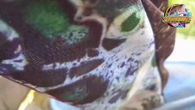 KALIMANTAN MEMANG SURGA NYA IKAN KELABAU смотреть онлайн