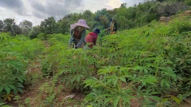 hnub no peb nthua nroj teb qos thiab teb nplej hnub 2 part1 21/07/2020 смотреть онлайн