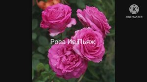 Розы из Питомника "Усадьба Роз". Есть вопрос к хозяйке питомника.
