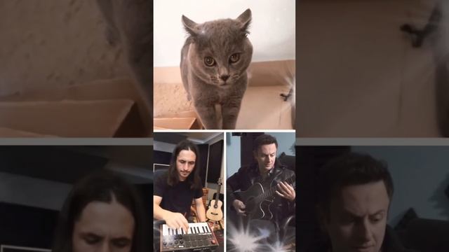 #funny #funnyvideo #fun #cat #catsong