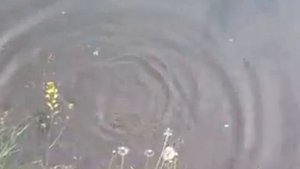 Рыбалка Щурово