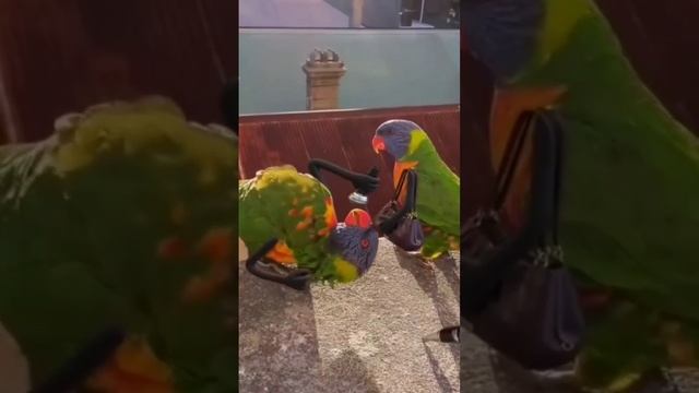 #ganster #birds #music #funny #gang'sBird #new #shorts #amazing