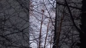 Охота на соболя с ВСЛ