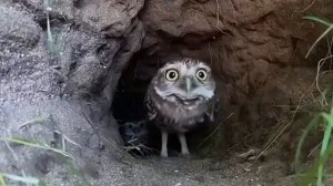 Берегите животных!