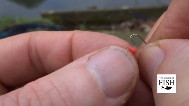 How do I hook a maggot? - The School Of Fish