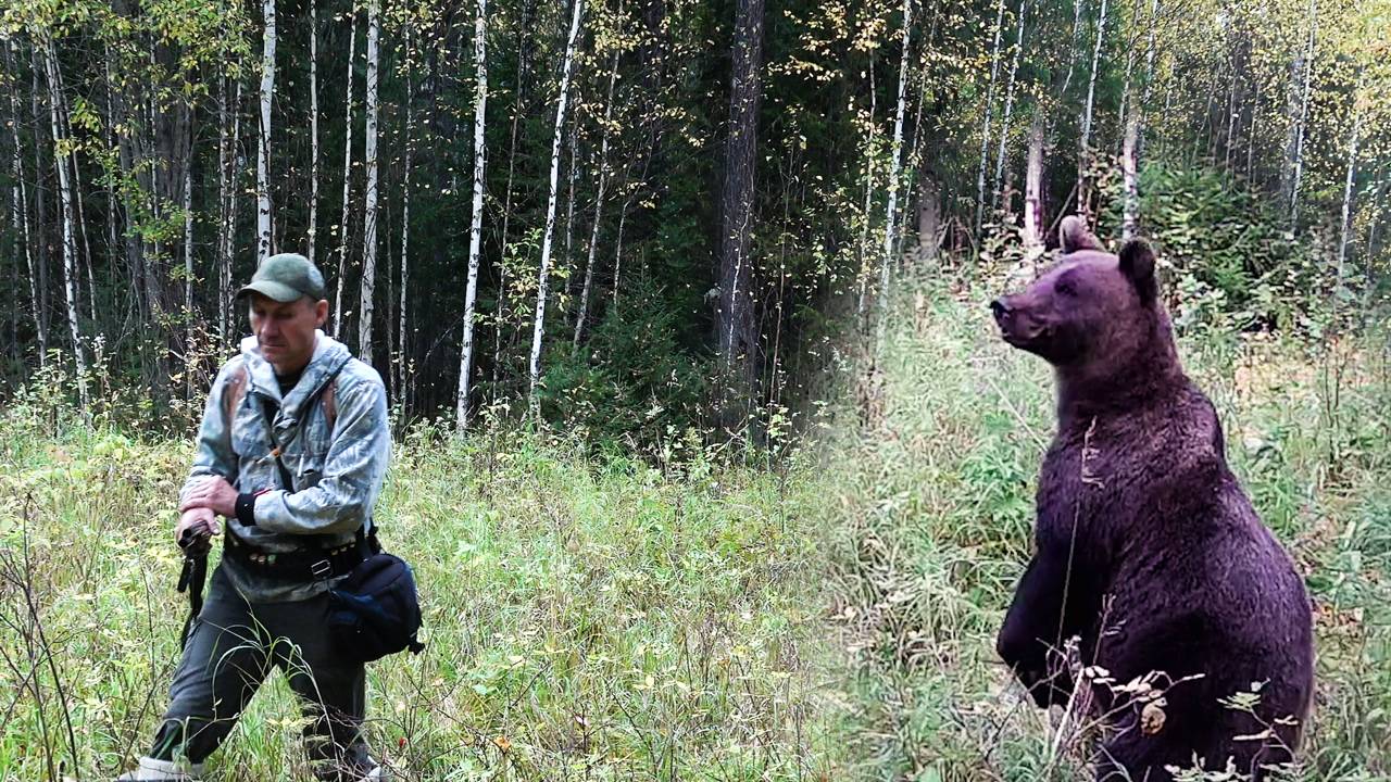 Медведи ходят по пятам, Встреча с медведем