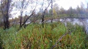 Охота с CZ Canvasback на утку.