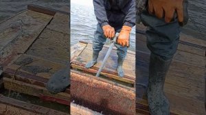 ловля мотыля