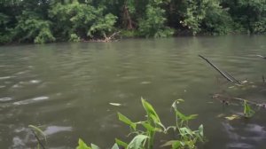 Щука на Tsuribito Minnow 130F