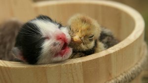 ПЕРВЫЙ ДЕНЬ ЖИЗНИ КОТЕНКА И ЦЫПЛЕНКА