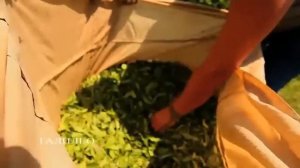 Мацеста чай   Галилео
