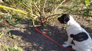 Уход за Розами в Октябре..🌹Подкормка,обрезка,обработка и подготовка к зиме..