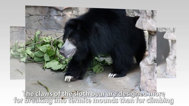 The Honey Lovers - Learn about SLOTH BEARS смотреть онлайн