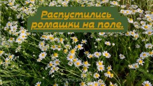 Распустились ромашки на поле.🌼