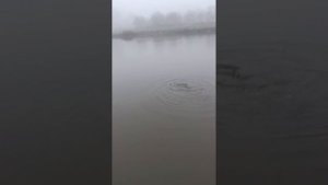 daiwa n'zon super slim 12ft, 15kg harcsa fárasztása