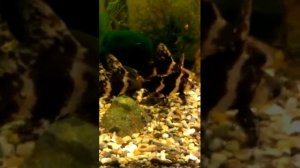 ЧУКУЧАН. Китайский парусник