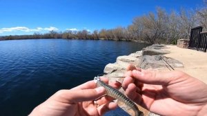 How to Rig Keitech Swing Impact Fat 4.8 Exposed Hook Jighead - 6th Sense Divine Screw Lock Swimbait