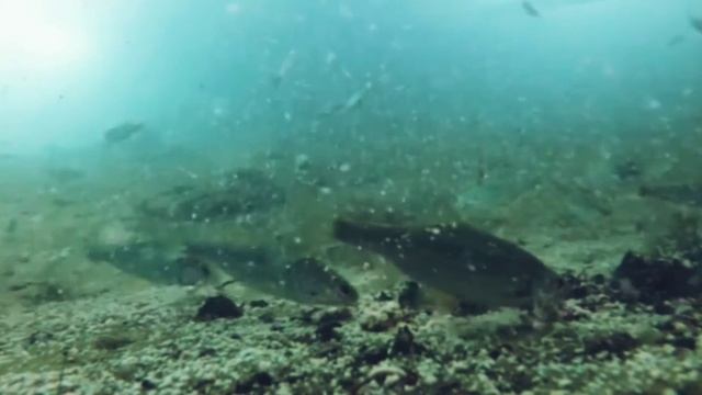 Готовимся к зимней рыбалки реакция мирной и хищной рыбы на опарыша и мотыля подводная съёмка смотреть онлайн