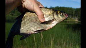 Какая рыба на что клюет.