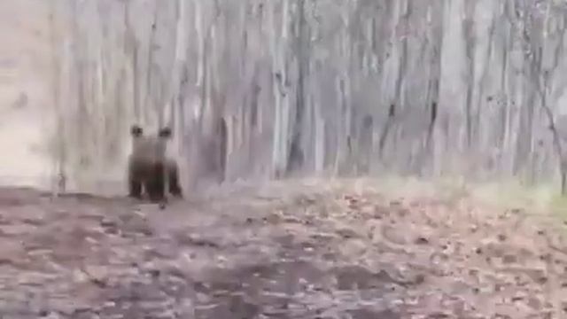 Медвежонок танцует [Little Bear Dancing]