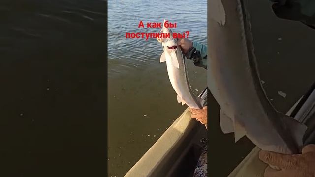 Рыбалка в Астрахани! Отпустили стерлядь!🛥️🤗🐋