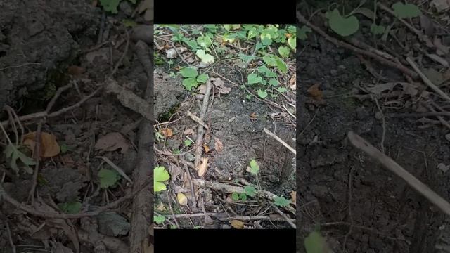 Нашел монету удачи для экзамена #Коп2024 #Находки #Поискмонет #metaldetecting #minelab #Коп #ссср