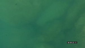 Подводная охота на горбыля в начале лета.