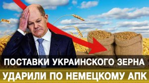 Поставки украинского зерна ударили по немецкому АПК