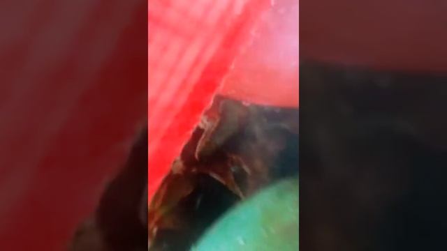 Сосиски с червями : Черкизово