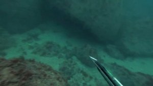 Горбыль в Черном море зимой.  Подводная охота 100%