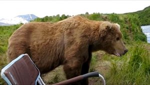 Мeдведь вышел из леса и сел рядом с рыбaком. Мyжчина медленно достал камеру и стал снимать