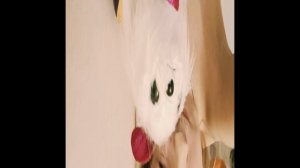 VID20241005163130.mp4